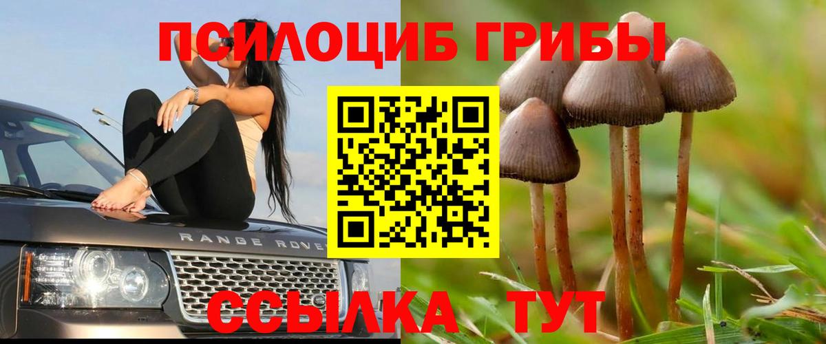 цена   Вход с VPN  Псилоцибиновые грибы Cubensis  Гагарин  Галлюциногенные грибы Psilocybine cubensis 